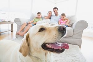 Family sitting on a couch in the background, happy face of a yellow lab in foreground.